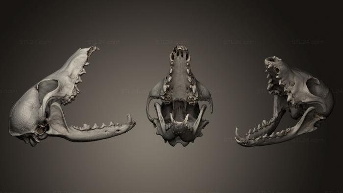 Miscellaneous figurines and statues (Grey Fox skull, STKR_0580) 3D models for cnc